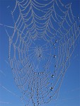 008b_Spinnennetz_C.jpg