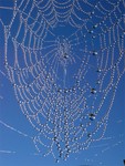 010b_Spinnennetz_C.jpg