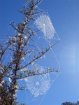 015_Spinnennetze_C.jpg