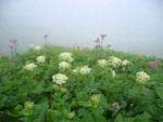 07_Nebelblumen.jpg