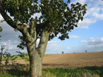 06_Baum_Feld_C.jpg