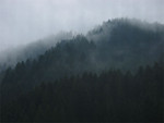 01_Schwarzwald.jpg
