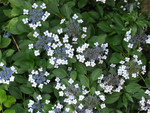 13_Gartenblumen.jpg
