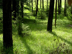 01_Wald_U.jpg