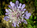 04_Witwenblume_U.jpg