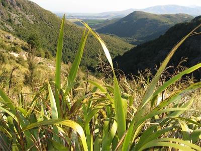 LandschaftGruen