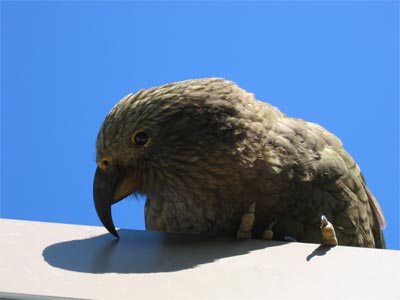 Kea1