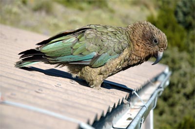 Kea2