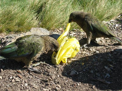 Kea3