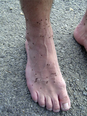 Sandflyflut