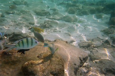 Bunte_Fische
