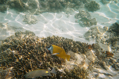 Foxface_Rabbitfish