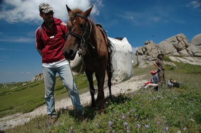 Marad_Pferd_A